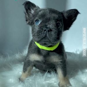 Frenchies